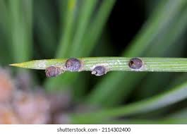 Attēlu rezultāti vaicājumam “Schizolachnus pineti”