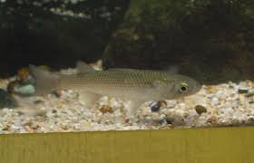 Image result for Mugil liza