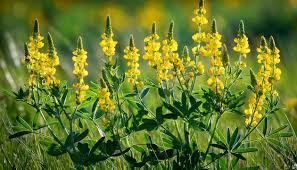 Attēlu rezultāti vaicājumam “Melilotus officinalis”