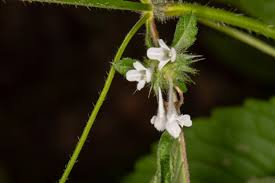 Attēlu rezultāti vaicājumam “Galeopsis tetrahit flower”