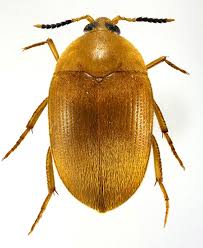 Attēlu rezultāti vaicājumam “Tetratomidae”