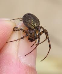 Attēlu rezultāti vaicājumam “Metellina merianae”