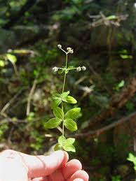 Attēlu rezultāti vaicājumam “Lycogala convexum”