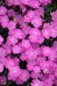 Image result for Dianthus gratianopolitanus