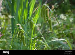 Attēlu rezultāti vaicājumam “Carex pseudocyperus fruit”