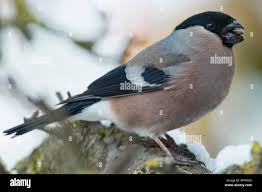 Attēlu rezultāti vaicājumam “Pyrrhula pyrrhula female”