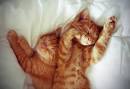 Awwww I love kittens