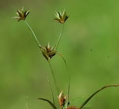 Attēlu rezultāti vaicājumam “Juncus capitatus”