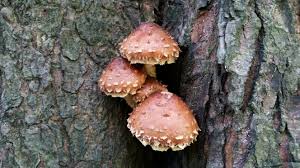 Attēlu rezultāti vaicājumam “Stropharia albocrenulata”