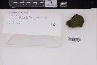 Attēlu rezultāti vaicājumam “Dicranum montanum var. truncicolum”