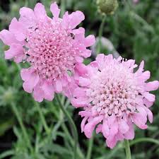 Image result for Scabiosa columbaria