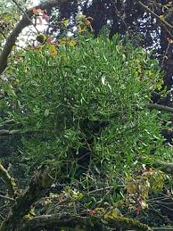 Attēlu rezultāti vaicājumam “Viscum album”