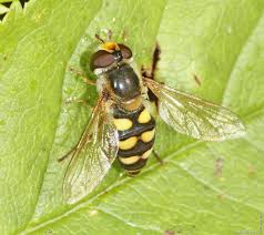 Attēlu rezultāti vaicājumam “Eupeodes nielseni”