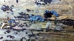 Attēlu rezultāti vaicājumam “Cribraria cancellata young”