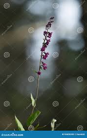 Attēlu rezultāti vaicājumam “Epipactis atrorubens bud”