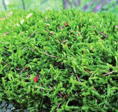 Attēlu rezultāti vaicājumam “Homomallium incurvatum sporophyte”