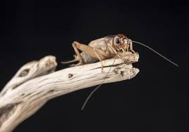 Attēlu rezultāti vaicājumam “Gryllus domesticus”