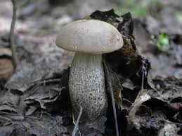 Attēlu rezultāti vaicājumam “Leccinum”