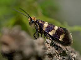 Attēlu rezultāti vaicājumam “Micropterix aureatella”