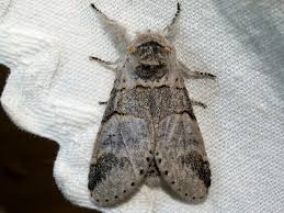 Attēlu rezultāti vaicājumam “Furcula bifida”