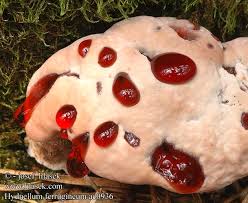 Attēlu rezultāti vaicājumam “Hydnellum ferrugineum”