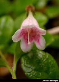 Attēlu rezultāti vaicājumam “Linnaea borealis flower”