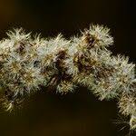 Attēlu rezultāti vaicājumam “Solidago canadensis fruit”