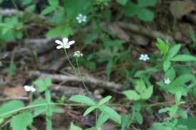 Attēlu rezultāti vaicājumam “Moehringia lateriflora flower”