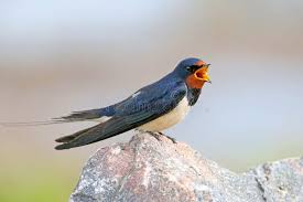 Attēlu rezultāti vaicājumam “Hirundo rustica adult”