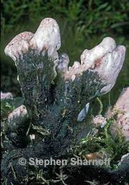 Attēlu rezultāti vaicājumam “Peltigera malacea”