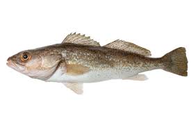 Image result for Gadus macrocephalus