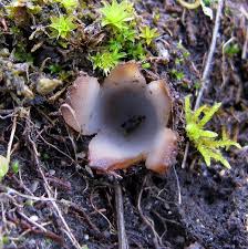 Attēlu rezultāti vaicājumam “Geopora arenicola”