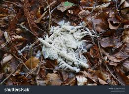 Attēlu rezultāti vaicājumam “Brefeldia maxima”