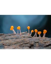 Attēlu rezultāti vaicājumam “Trichia sp.”