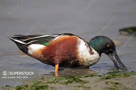 Attēlu rezultāti vaicājumam “Anas clypeata male”