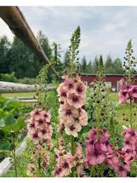 Attēlu rezultāti vaicājumam “Verbascum thapsus fruit”