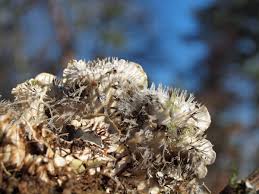 Attēlu rezultāti vaicājumam “Peltigera praetextata”