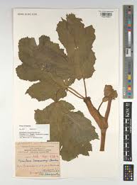 Attēlu rezultāti vaicājumam “Heracleum sosnowskyi”