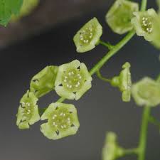 Attēlu rezultāti vaicājumam “Ribes rubrum flower”