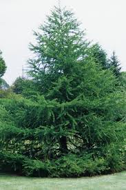 Attēlu rezultāti vaicājumam “Larix decidua”
