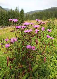 Attēlu rezultāti vaicājumam “Centaurea phrygia bud”