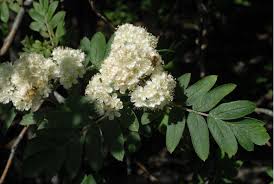 Attēlu rezultāti vaicājumam “Sorbus hybrida”