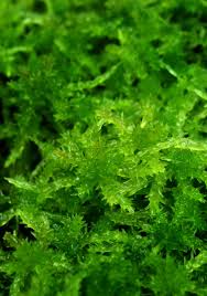 Attēlu rezultāti vaicājumam “Sphagnum palustre”