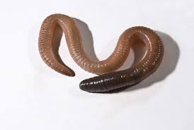 Attēlu rezultāti vaicājumam “Lumbricidae”