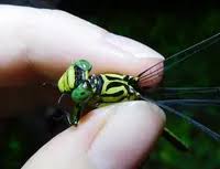 Attēlu rezultāti vaicājumam “Gomphus flavipes”