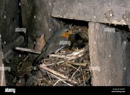 Attēlu rezultāti vaicājumam “Erithacus rubecula nest”