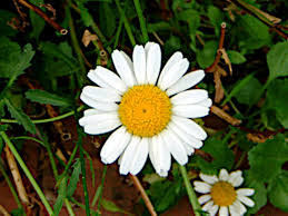 Attēlu rezultāti vaicājumam “Leucanthemum vulgare leaf”