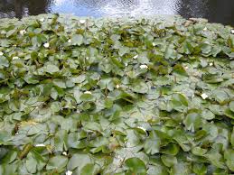 Attēlu rezultāti vaicājumam “Nymphaea alba leaf”