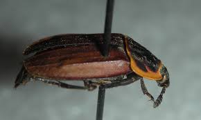 Attēlu rezultāti vaicājumam “Oiceoptoma thoracicum”