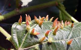 Attēlu rezultāti vaicājumam “Eriophyes tiliae”